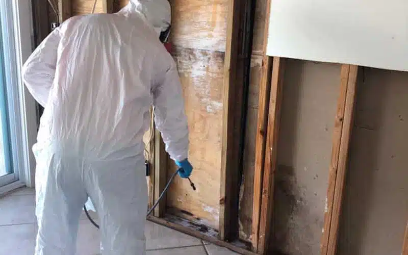 Mold Remediation in Panama City 